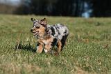 BERGER AUSTRALIEN PUPPIES 716